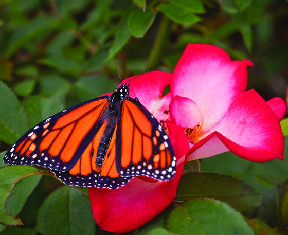 Butterfly_and_rose