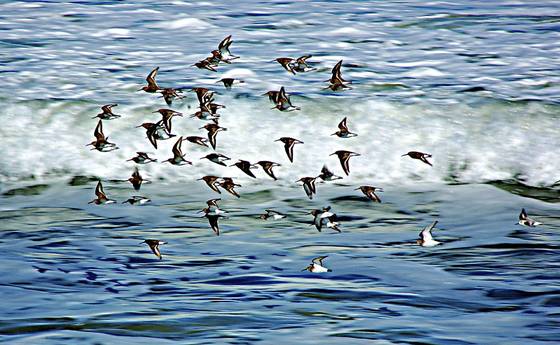 Flight