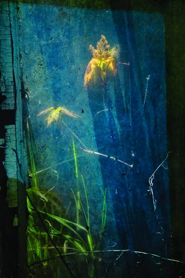 Weeds_and_junk