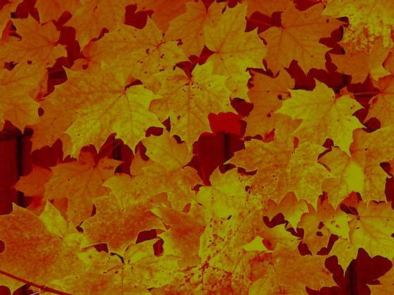 Autumn_leaves
