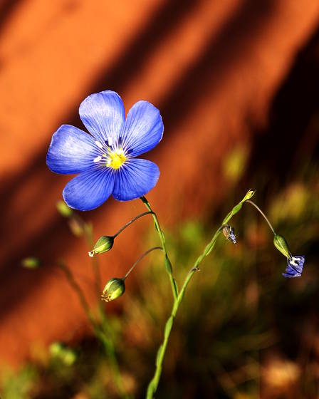 Sedona_bloom