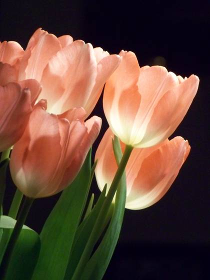 Tulips