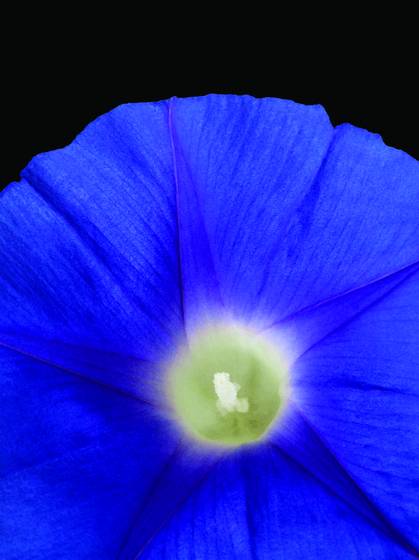 Morning_glory