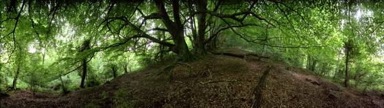 Trengela_copse