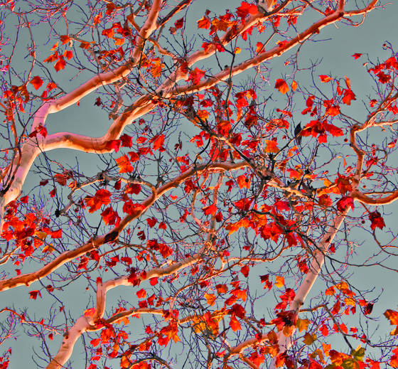 Bird_in_a_tree