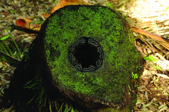Heart_of_palm