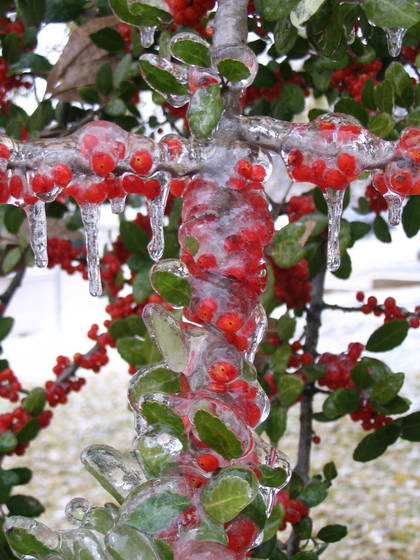 Ice_cross