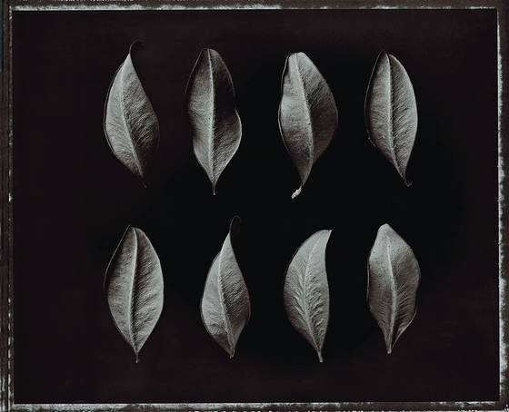 Buxus_leaves