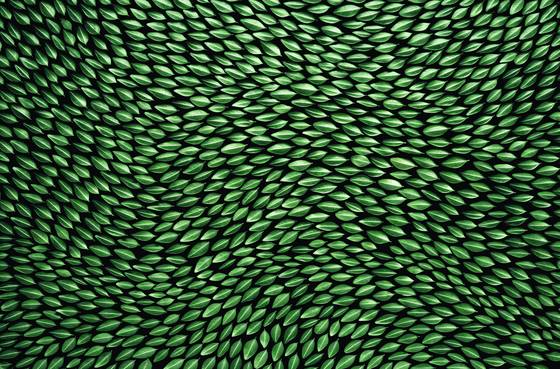 Buxus_leaves