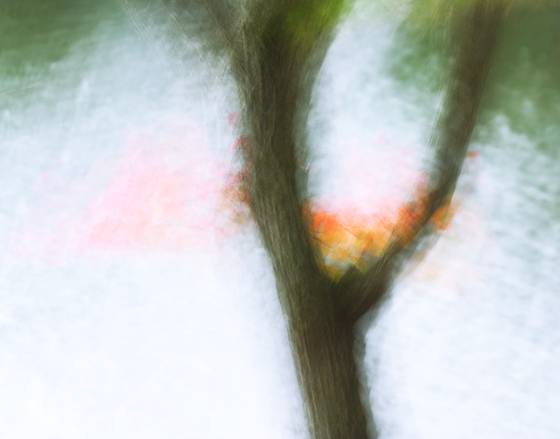Tree_and_lake