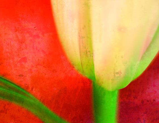 Tulip