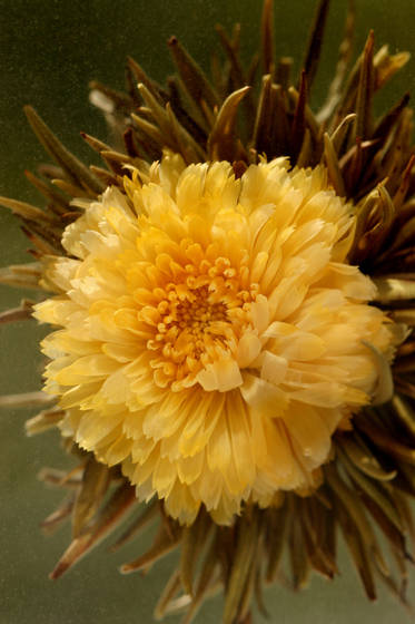 Calendula_tea_flower