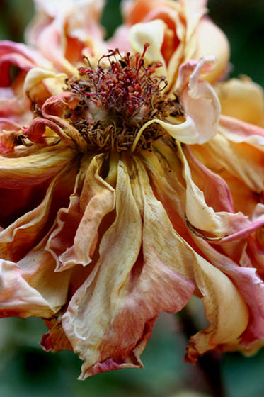 Dying_rose