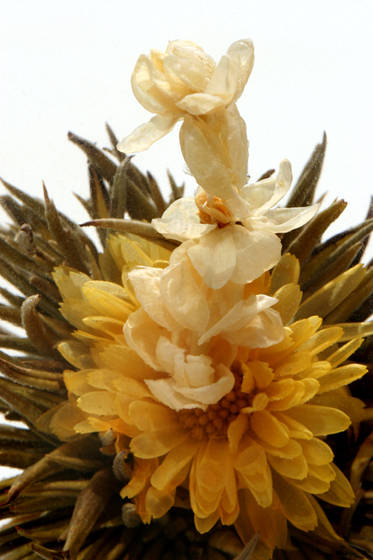 Falling_water_jasmine_tea
