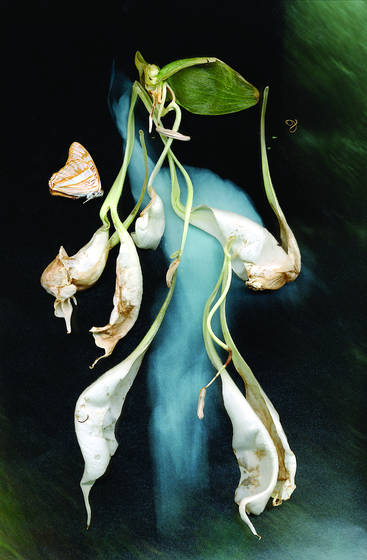 Trumpet_blossom