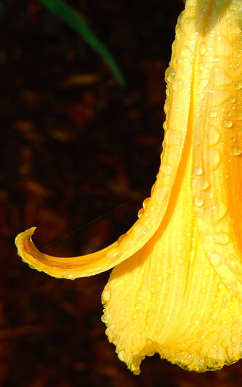 Yellow_lily