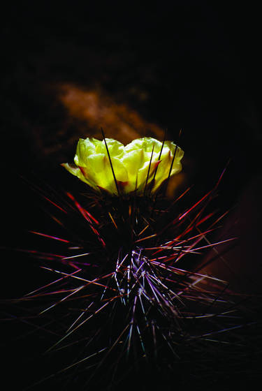 Beauty_and_needles