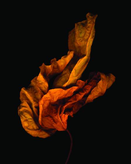 Leaf__3