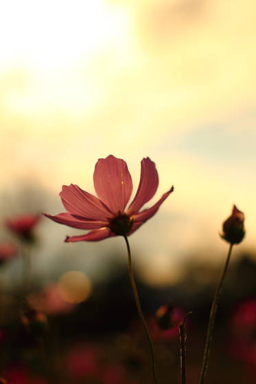Cosmos
