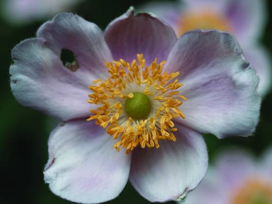 Purple_flower