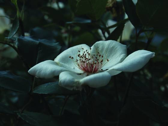White_flower