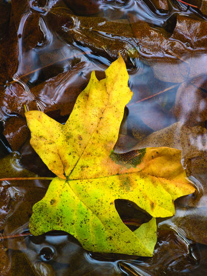 Leaf_and_stream_reflections