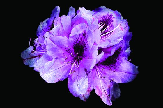 Street_flower