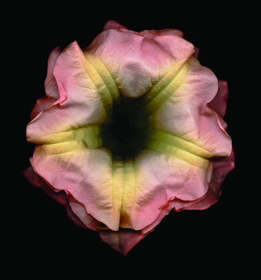 Angels_trumpets
