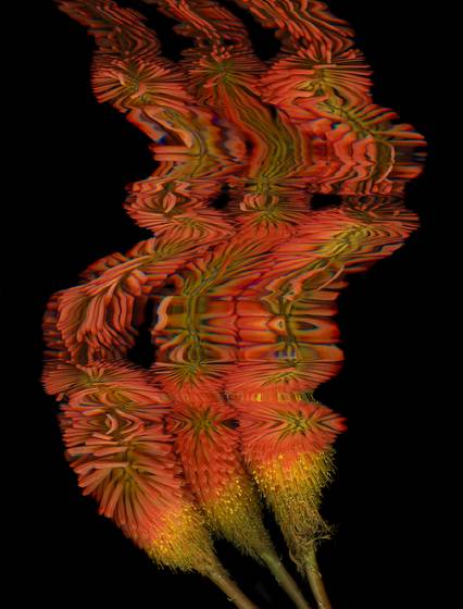 Red_hot_fire_pokers