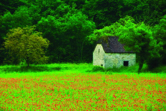 Les_coquelicots