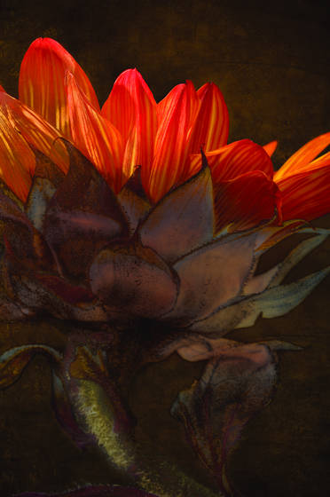 Profile_of_a_red_sunflower