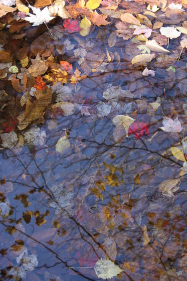 Study_in_autumn_light