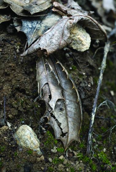This_leaf