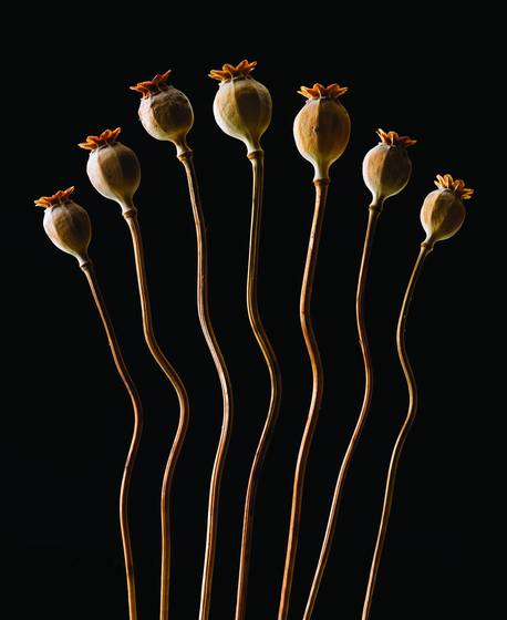 Chorus_line
