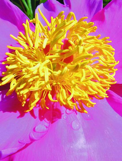Peony_1