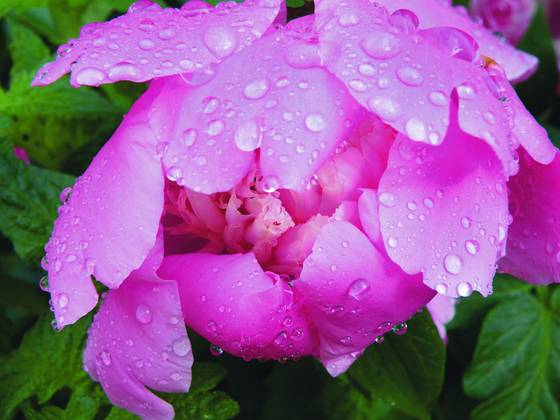 Peony_2