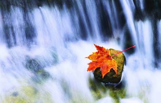 Last_leaf_of_fall