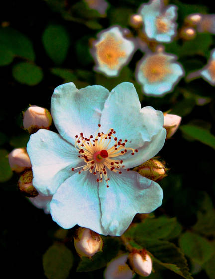 Climbing_rose