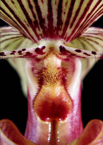 Orchid_face