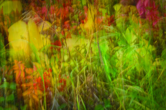 Fall_plants
