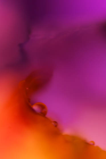 Iris_with_raindrops