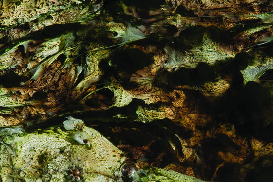 Life_near_a_hot_spring