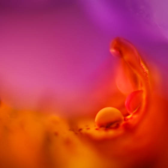 Orange_raindrops_on_iris