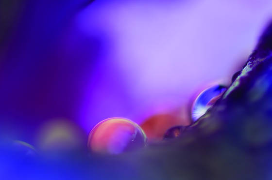 Violet_raindrops_on_iris