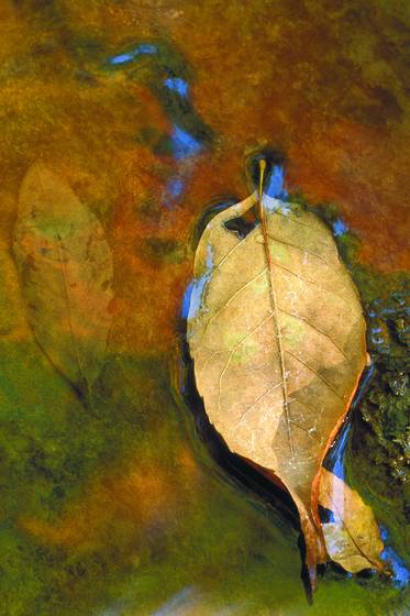 Leafology