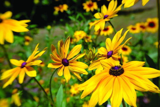 Daisies