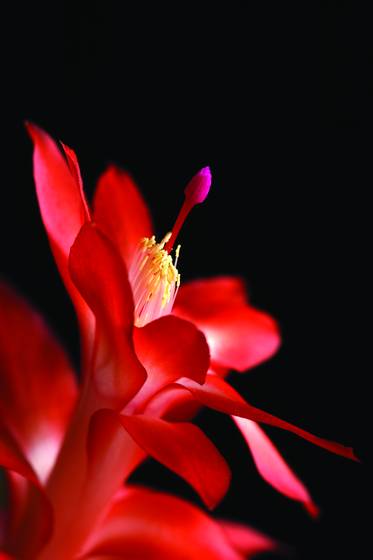 Christmas_cactus