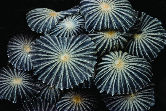 Fungi_friends