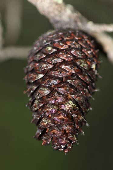 Pine_cone
