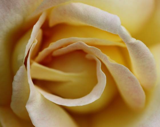 Yellow_rose
